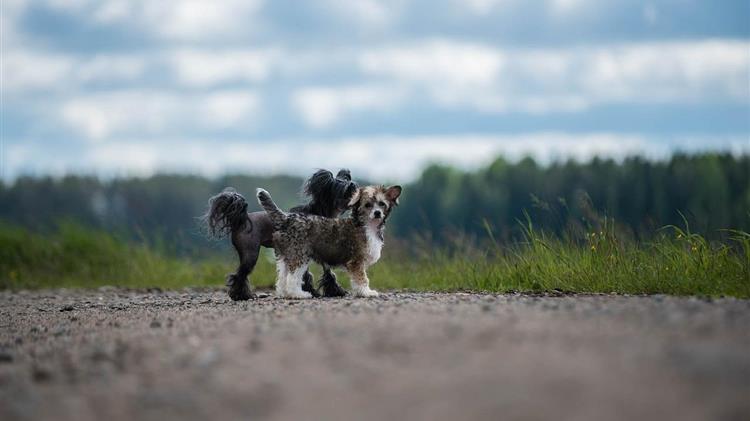 Ναύπλιο: Παράνομο καταφύγιο ζώων, πιέσεις σε κτηνίατρο, αδιαφορία δημου