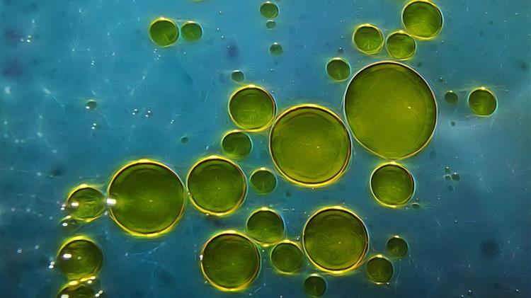 Ελαιόλαδο: Αυξημένες οι εξαγωγές της Τυνησίας