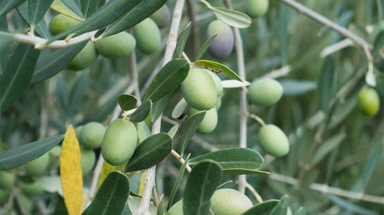 Άγνωστοι στη Μεσσηνία έκοψαν 70 ελιές σε χωράφι