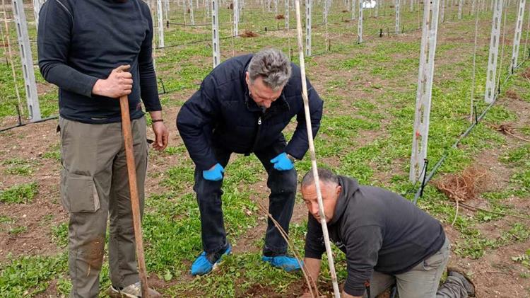 Αυλαία στις τελευταίες  φυτεύσεις ακτινιδίων