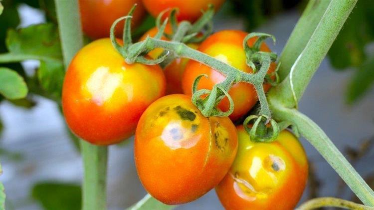 Σύσκεψη για την ίωση καστανής ρυτίδωσης και γενετικές παραμορφώσεις σε καλλιέργεια τομάτας