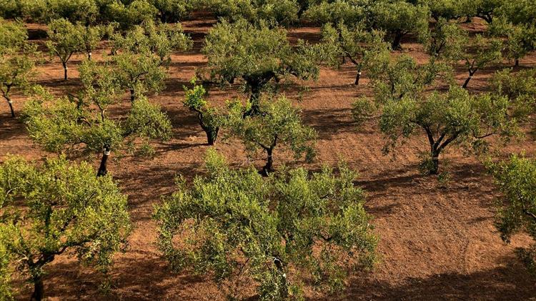 Ζεϊμπέκ: Για εμπαιγμό ελαιοκαλλιεργητών από κυβέρνηση