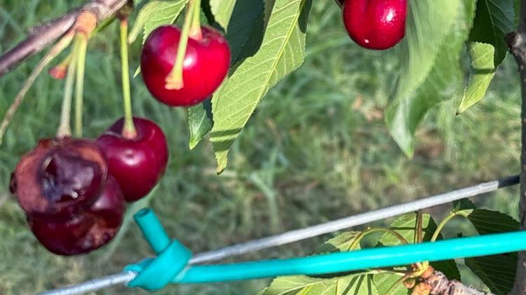 Βασιλειάδης: Αυτοψία σε πληγέντες παραγωγούς της Πέλλας