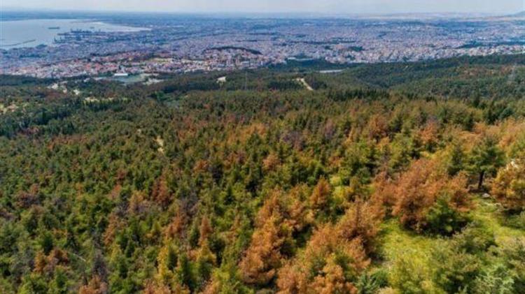 Θεσσαλονίκη: Απόφαση απαγόρευσης κυκλοφορίας στις δασικές εκτάσεις
