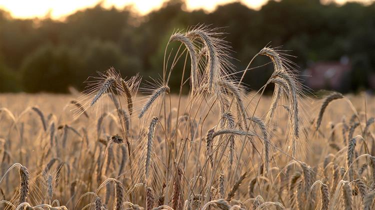 Περιορισμούς στις εισαγωγές σιταριού επιβάλλει η Τουρκία