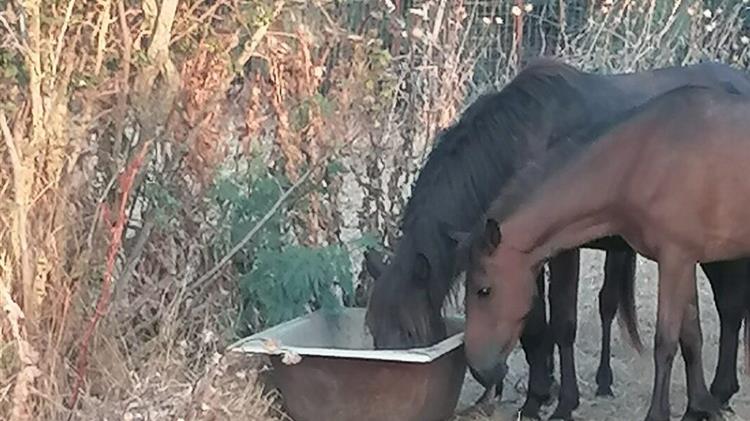 Νέα Αριστερά: Παρέμβαση για να διασωθούν τα άγρια άλογα στο Δέλτα του Έβρου