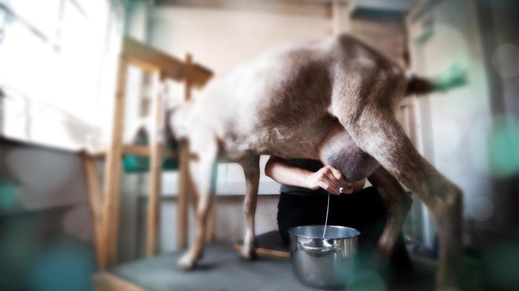 Κτηνοτρόφοι στα μικρά νησιά: Πόσα χρήματα θα λάβουν για το γάλα τους;