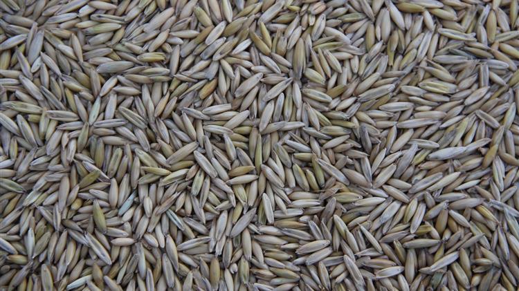 Ανεβαίνει η τιμή σε σιτάρι, καλαμπόκι και σόγια