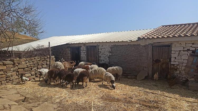 Οικοτεχνικά Τυροκομεία στη Λήμνο: Υποστήριξη κτηνοτρόφων στις παραδοσιακές μάντρες του νησιού