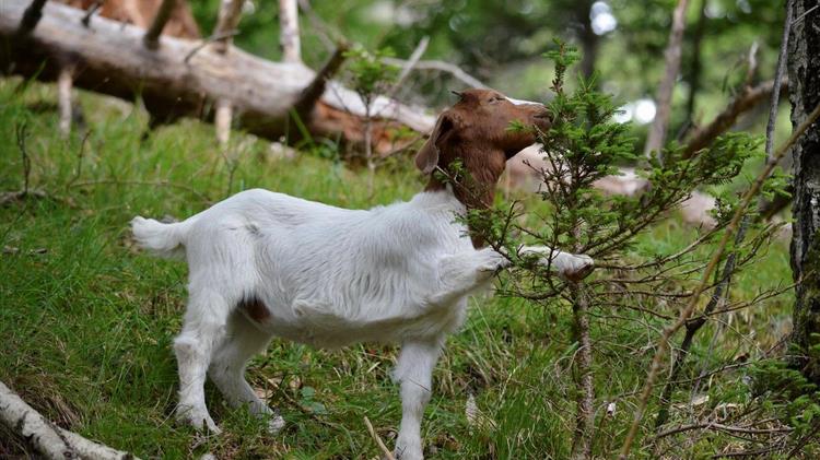 ΑΚΚΕΛ προς Πρωθυπουργό: Επείγουσα παρέμβαση για την εξόντωση αιγοπροβάτων