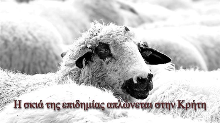 Πανώλη των αιγοπροβάτων: Η σκιά της επιδημίας απλώνεται στην Κρήτη
