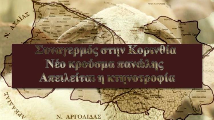 Πανδημία στην κτηνοτροφία: Η πανώλη απειλεί τα κοπάδια της Κορινθίας
