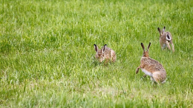 Κρανίου τόπος οι αγροτικές εκτάσεις στη Λήμνο εξαιτίας των αγριοκούνελων;