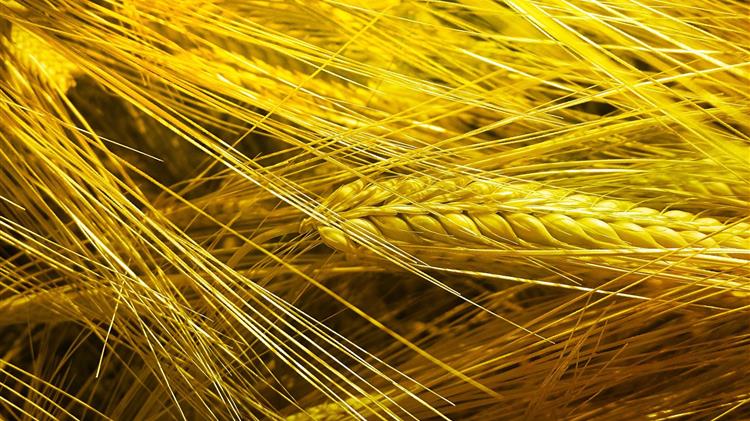 IGC: Ρεκόρ παραγωγής σιτηρών την περίοδο 2025/26