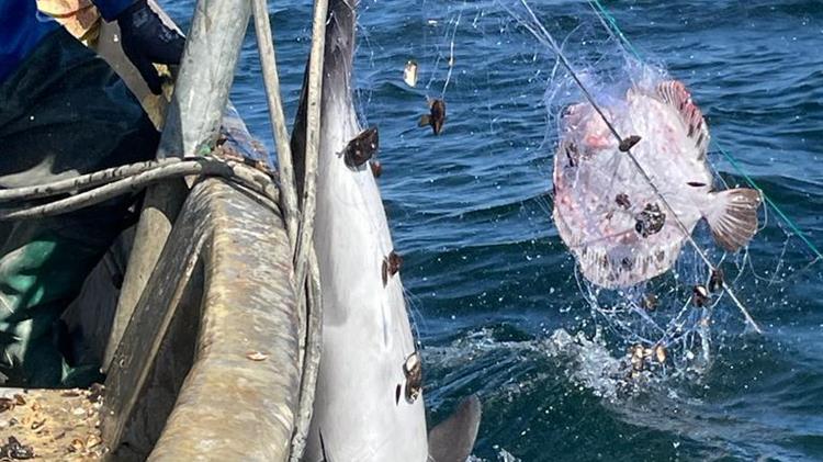 Towards healthy ecosystems: the GFCM's multifaceted approach to mitigating interactions between fisheries and vulnerable species