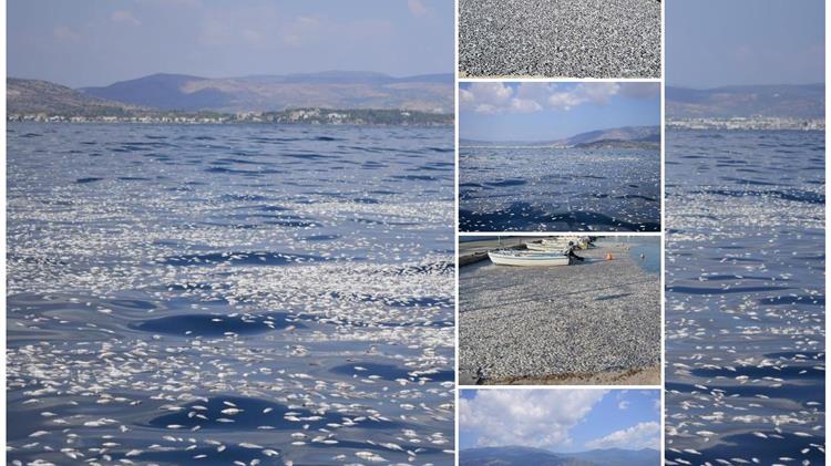 Μάχη για τον Παγασητικό: Η εισαγγελική παρέμβαση και οι μηνύσεις των καταστηματαρχών