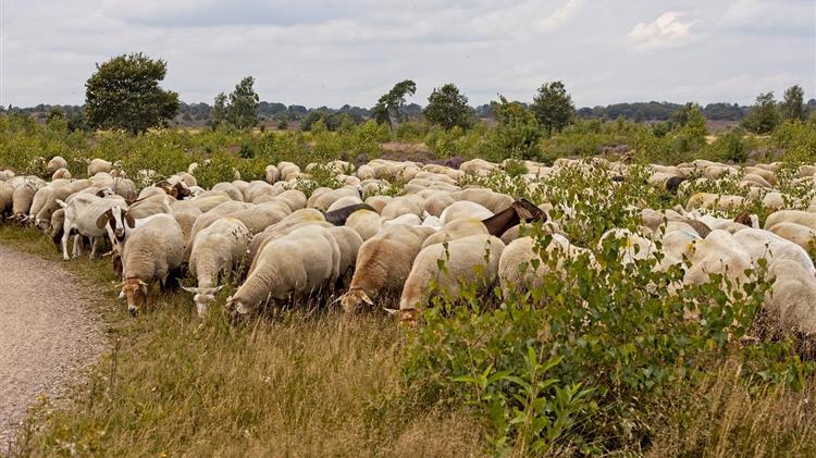 Μητσοτάκης και Τσιάρας εμπαίζουν τους νησιώτες κτηνοτρόφους
