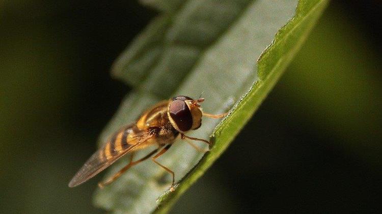 Επείγουσα ανάγκη για αντιμετώπιση της Μύγας της Μεσογείου