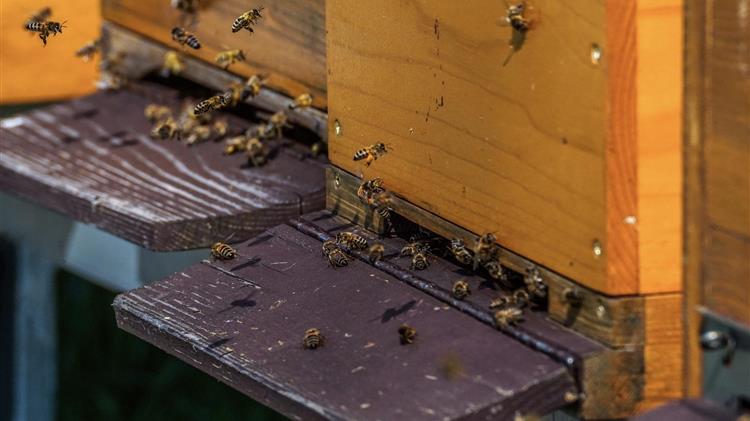 Καταστροφή 2.000 μελισσιών από τη φωτιά στο Σέλινο