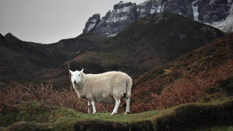 Αυξήσεις στις αποζημιώσεις για ζώα που χάθηκαν από πανώλη: Έως 250€ ανά ζώο