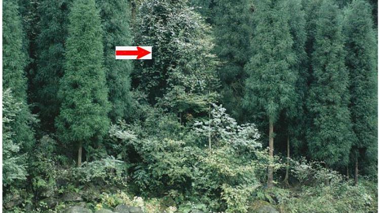 Οι αρχικές εδαφοκλιματικές συνθήκες που ζούσε και ζει  το φυτό της Ακτινιδιάς στην Νοτιοδυτική Κίνα