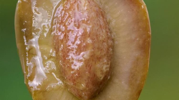 Ελαιόλαδο: Από βασιλιάς της κουζίνας σε υποδεέστερο