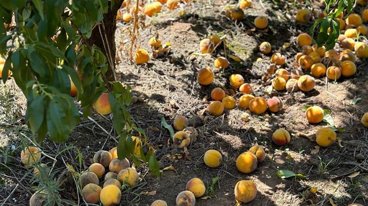 Βασιλειάδης: Να αποζημιωθούν δίκαια οι παραγωγοί από της ζημιές της βροχόπτωσης σε όλα τα προϊόντα