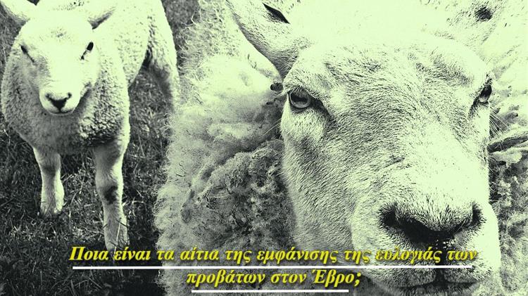 Από την Πανώλη στην Ευλογιά:Η Κτηνοτροφία στον Έβρο στο χείλος του γκρεμού