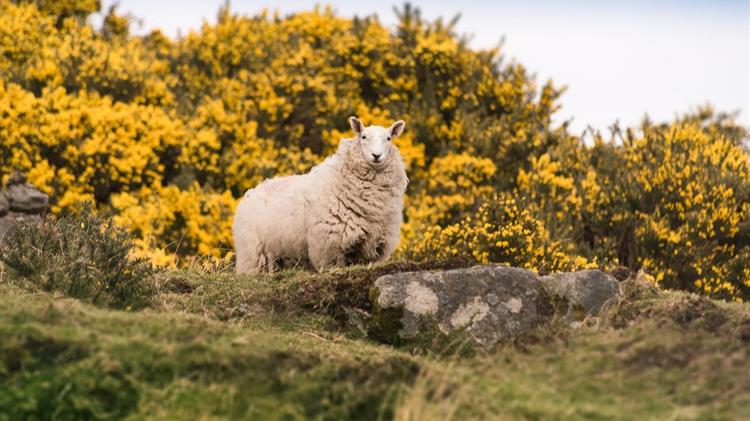 Κρήτη: Παράταση των προληπτικών μέτρων για την ευλογιά