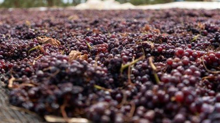 Η κορινθιακή σταφίδα: Ένα πολύτιμο προϊόν σε κίνδυνο