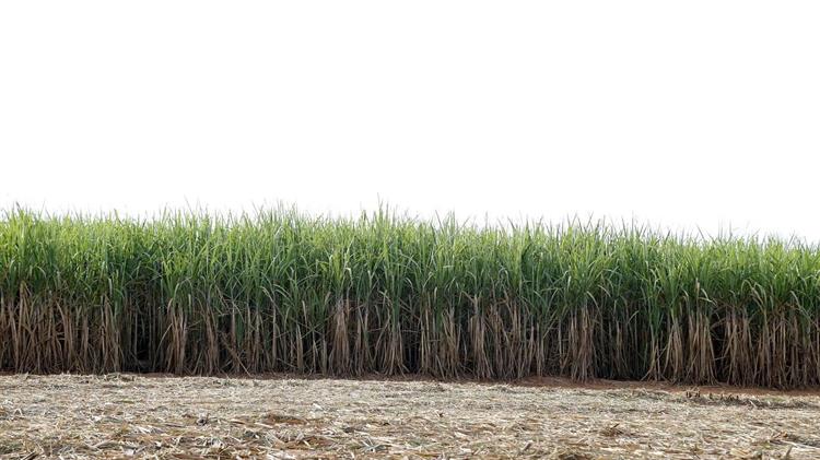 Οι τιμές της ζάχαρης εκτινάσσονται λόγω της ξηρασίας στη Βραζιλία