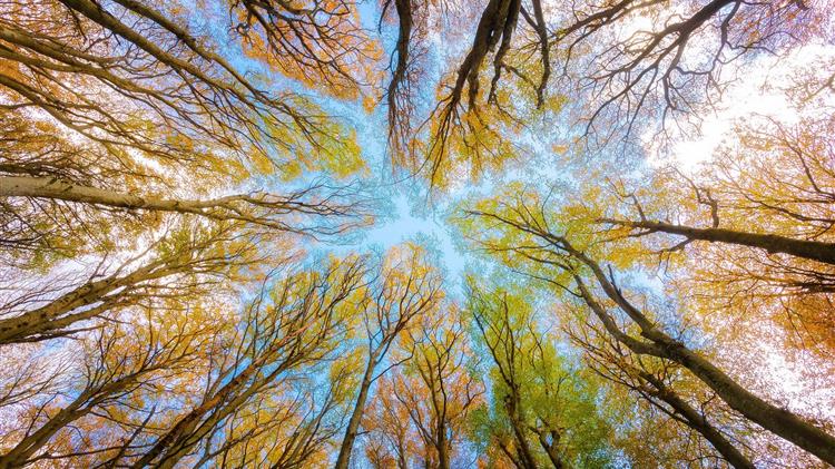 Τα δάση της Ελλάδας θυμίζουν φθινόπωρο πιο νωρίς από το αναμενόμενο
