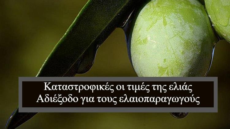 Καταστροφικές οι τιμές της ελιάς: Αδιέξοδο για τους ελαιοπαραγωγούς