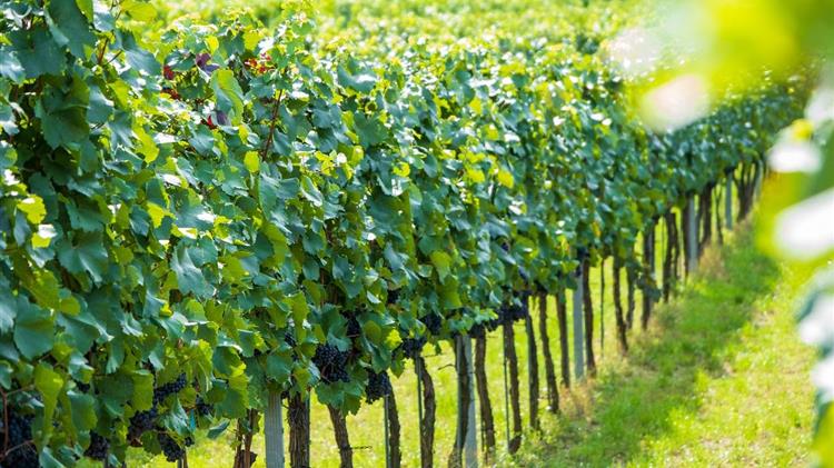 Συγκομιδή 2025: Μια πρώτη ματιά στις προοπτικές συγκομιδής στο νότιο ημισφαίριο