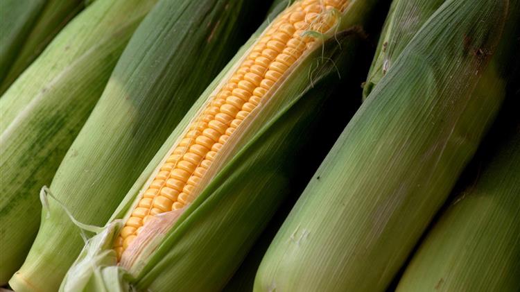 Καλαμπόκι: Αυξημένες οι προβλέψεις στη Γαλλία