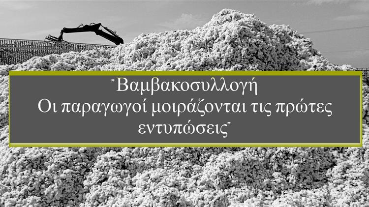 Βαμβάκι: Με μείωση τιμών και παραγωγής το ξεκίνημα της συγκομιδής