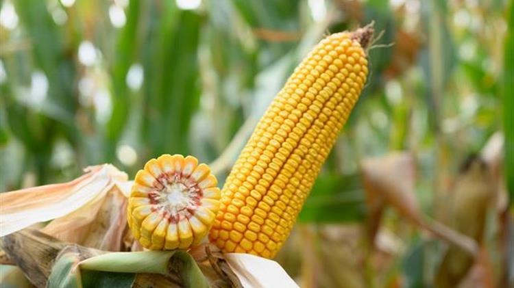 Συμβόλαιο εκατομμυρίων για Ζωοτροφές: Ενστάσεις για διαφάνεια στην Περιφέρεια ΑΜΘ