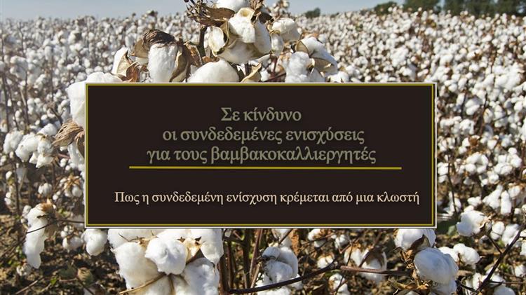 Βαμβάκι: Θα χάσουν τις συνδεδεμένες οι βαμβακοπαραγωγοί της Λάρισας