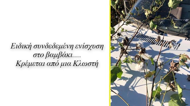 Βαμβακοκαλλιεργητές: Κίνδυνος απώλειας της ειδικής συνδεδεμένης ενίσχυσης στο βαμβάκι...