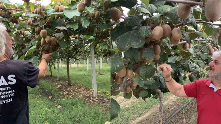 Έναρξη κοπής ακτινιδίων και στην Πιερία
