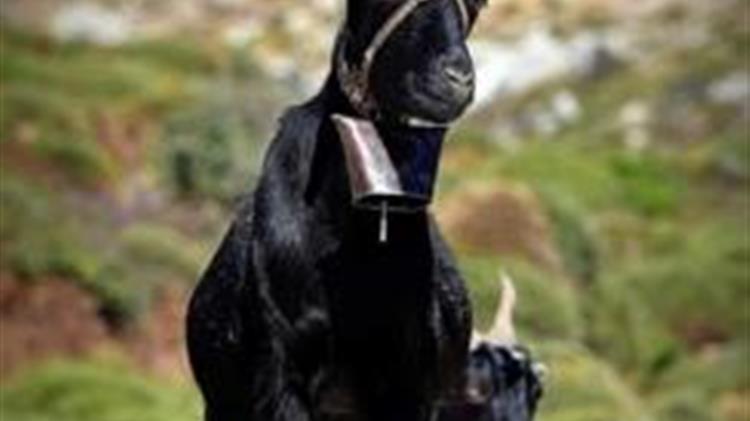 Αίτηση για ΠΓΕ στο Αρνάκι & Κατσικάκι Καρύστου