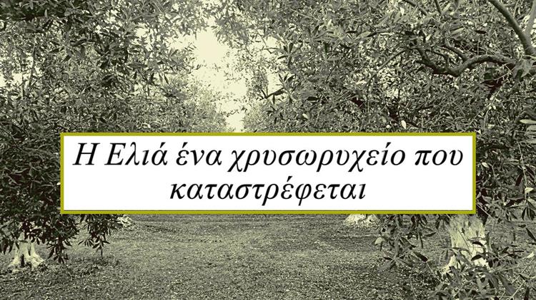 Η ελιά της Αιτωλοακαρνανίας: Ένα διαχρονικό πρόβλημα με νέες διαστάσεις