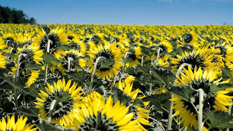 Μειώνονται κατά 19% οι εισαγωγές φυτικών ελαίων στην ΕΕ τη φετινή σεζόν