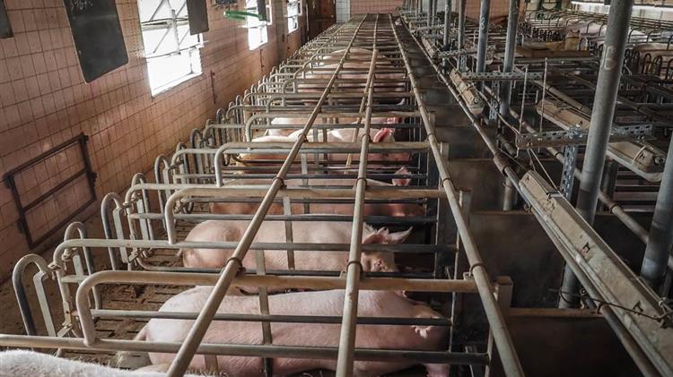 Industry Lobbying Revealed: Animal Welfare Science Under Siege