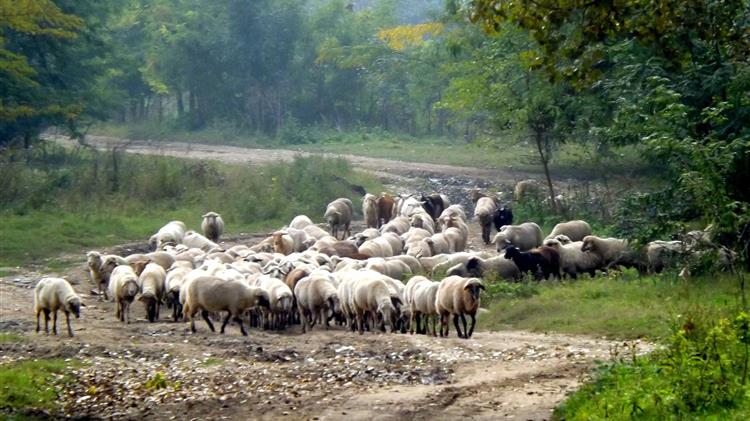 Στην Ελλάδα το 25,8% των κατσικιών της Ε.Ε.