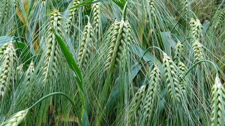 Μειωμένες οι εκτιμήσεις για την παγκόσμια συγκομιδή σιτηρών