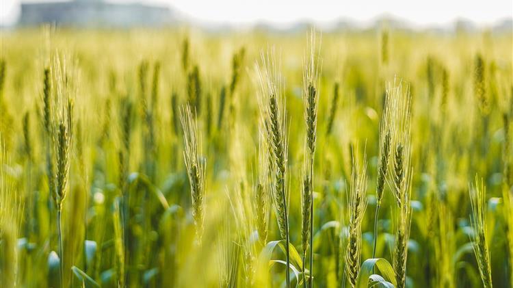 IGC: Θετικές οι προοπτικές για την παγκόσμια παραγωγή σιταριού