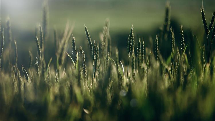 Τι σημαίνει το σφιχτό ισοζύγιο σιταριού στην ΕΕ για τις τιμές του Ηνωμένου Βασιλείου;