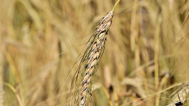 «Μαύρα σύννεφα» συγκεντρώνονται πάνω από τον ρωσικό τομέα σιτηρών