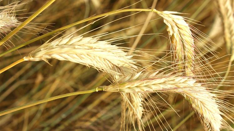 IGC: Αυξάνει τις προβλέψεις για τη σοδειά σιταριού λόγω των αναβαθμίσεων της Ινδίας και της Ρουμανίας